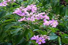 Lagerstroemia reginae